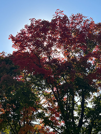 Red fall leaves