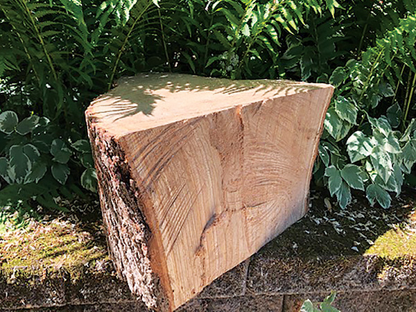 Freshly cut piece of red elm wood